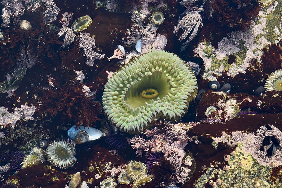 tide pool, sea anemone, beach, rock pool, creature, shell, sealife HD wallpaper