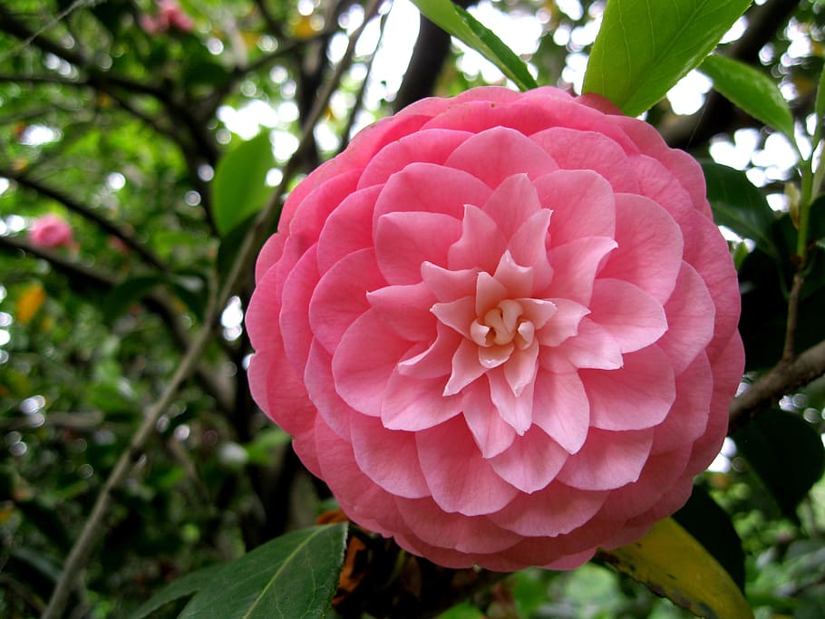 Pink, Flower, Spring, Blossom, park, natural, blooming, floral HD wallpaper