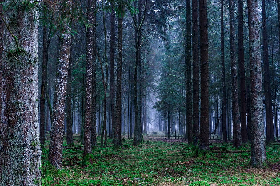 foggy forest, landscape, autumn, trees, germany, nature, mood HD wallpaper