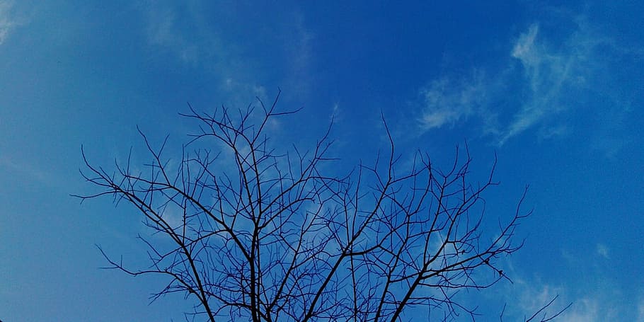 nature, day, summer, cloud, clear, air, branches, bare, tree HD wallpaper