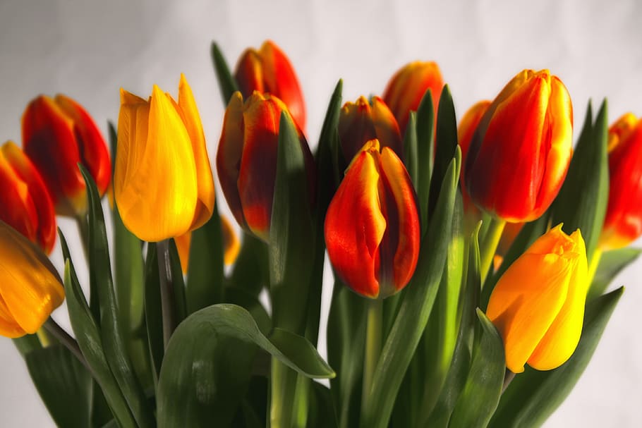 tulips, red, yellow, spring, flowers, color, flora, flowering plant HD wallpaper