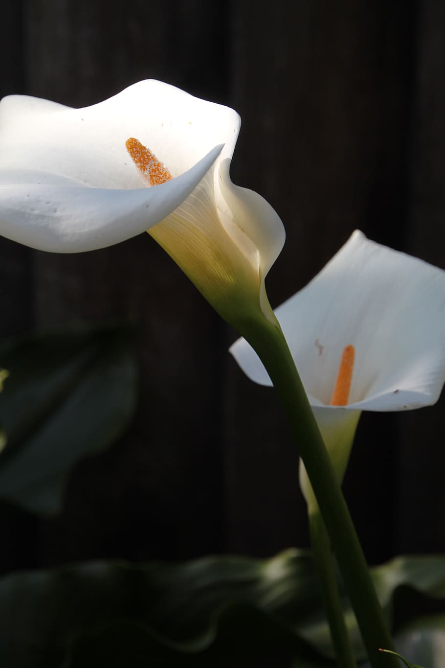 flower, white, green, freshness, flowering plant, petal, close-up HD wallpaper