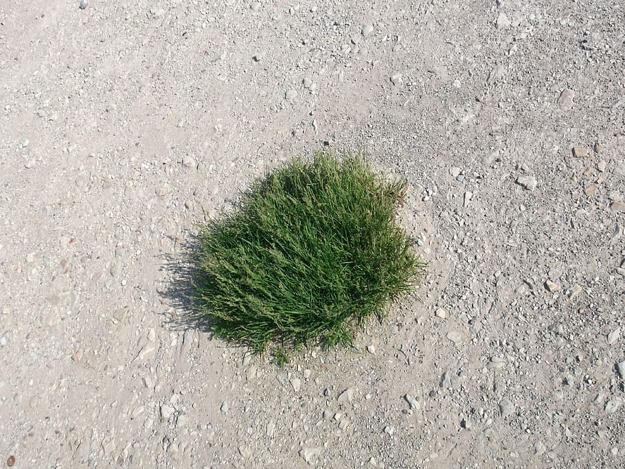 Nature, Bush, individually, no people, day, growth, close-up HD wallpaper