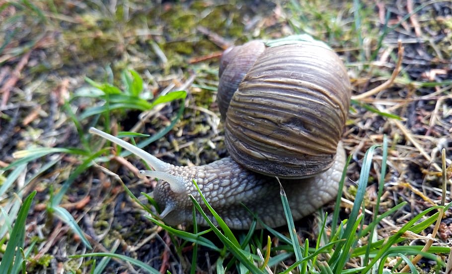 snail, shell, rain, burgundy, nature, gastropod, forest, animal wildlife HD wallpaper