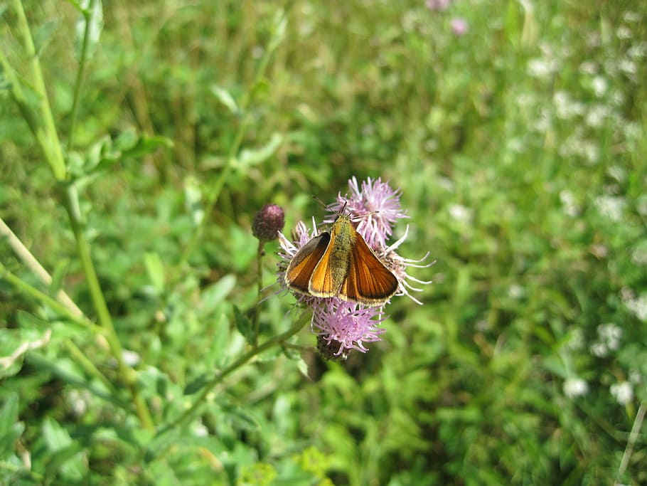 insect, butterfly, skipper, nature, flower, close-up, plant HD wallpaper
