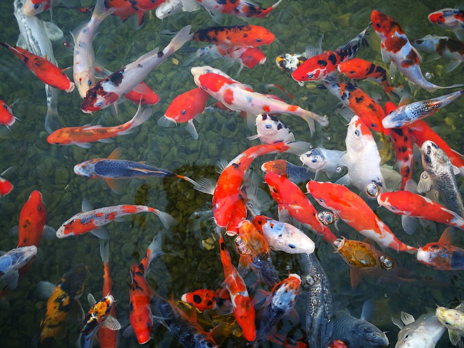 top view photo of group of koi fish on body of water, israel aquarium, HD wallpaper