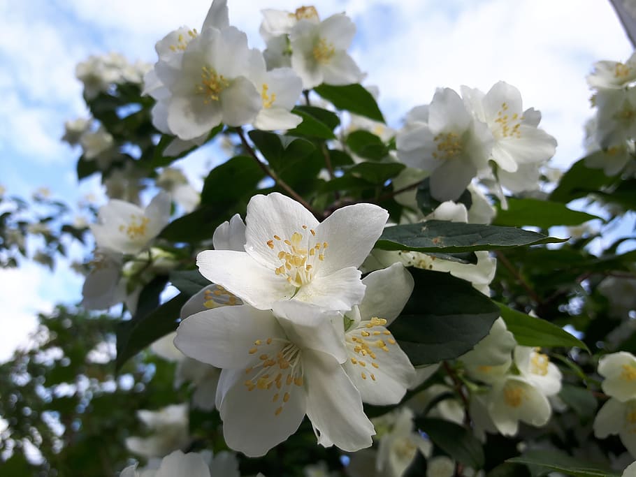 Flower, Leaves, Tree, nature, plant, petal, blossom, springtime HD wallpaper