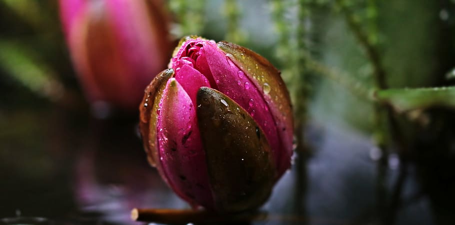 selective focus photography of pink lotus flower bud with water droplets, HD wallpaper