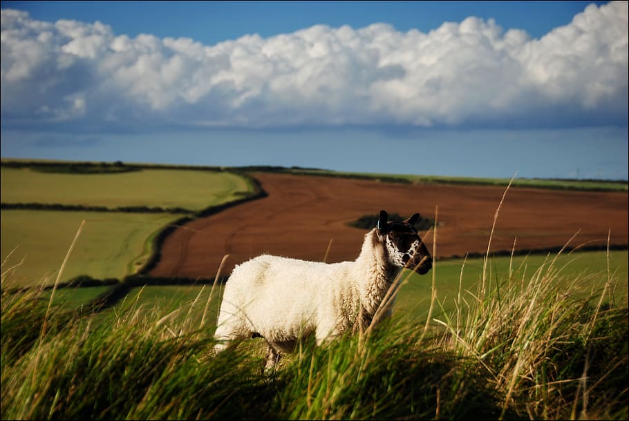 Sheep, Fields, England, nature, animal, grass, meadow, landscape HD wallpaper