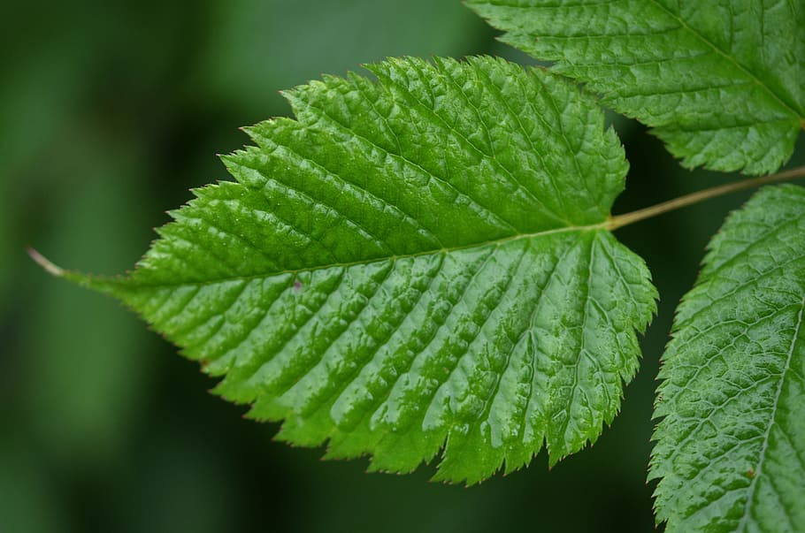 leaf, water, drop, floral, nature, spring, plant, green, bloom HD wallpaper