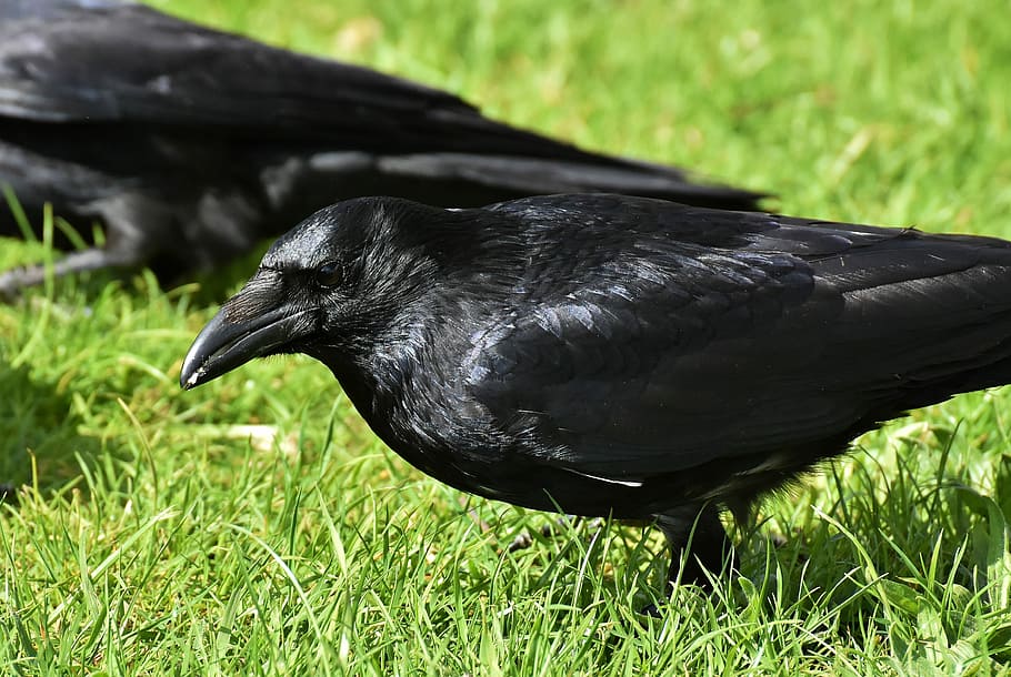 HD wallpaper two black crows on grass field, raven bird, nature, bill