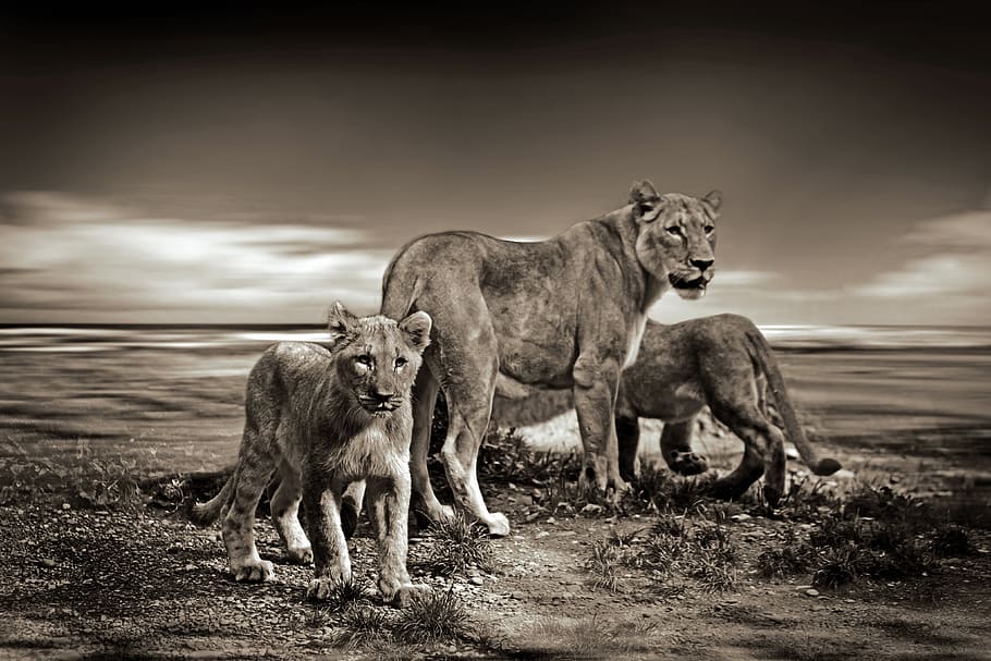 sepia photo of lioness and two cubs, lions, wild animal, safari