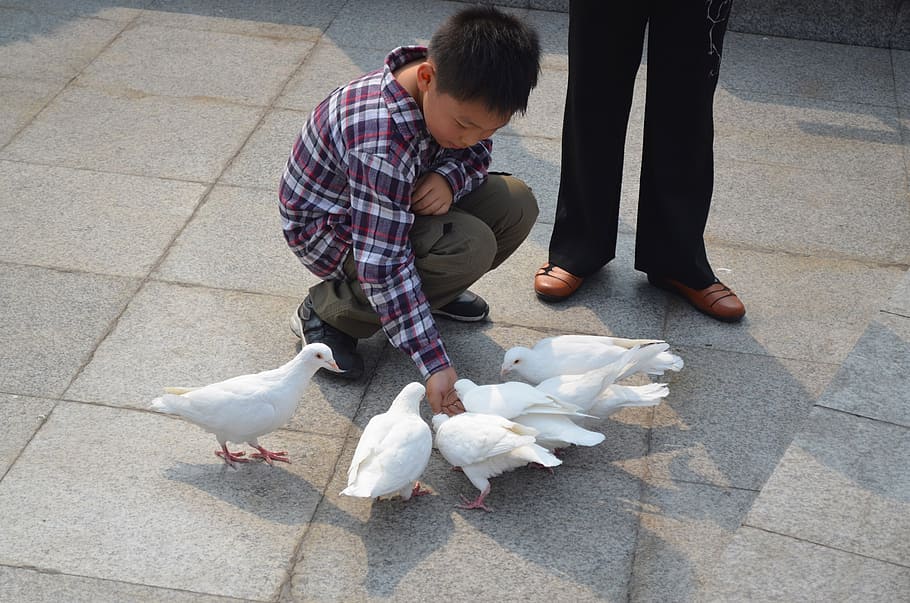 boy, pigeons, bird, feed, feeding, park, vertebrate, animal wildlife HD wallpaper