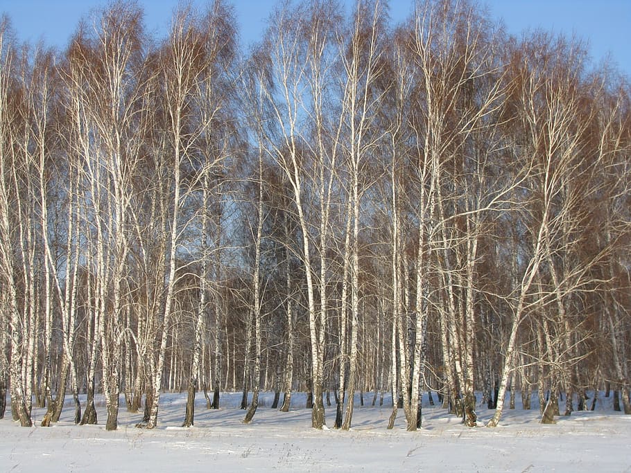 forest, winter, birch, snow, cold temperature, tree, plant HD wallpaper