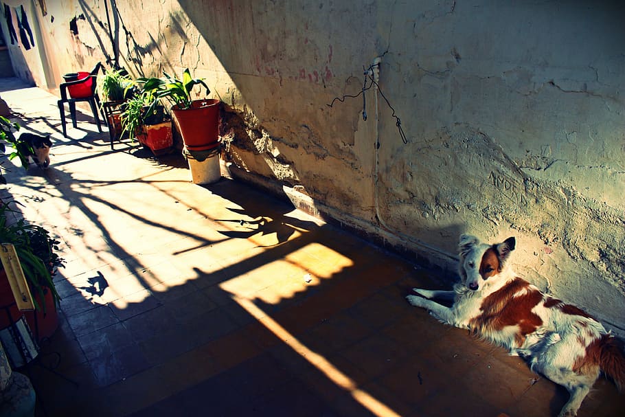 patio, old, dog, animals, dirty, architecture, street, urban Scene HD wallpaper