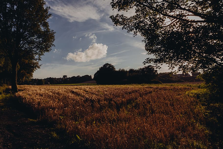 field, grass, country, trees, nature, sky, plant, land, tranquility HD wallpaper