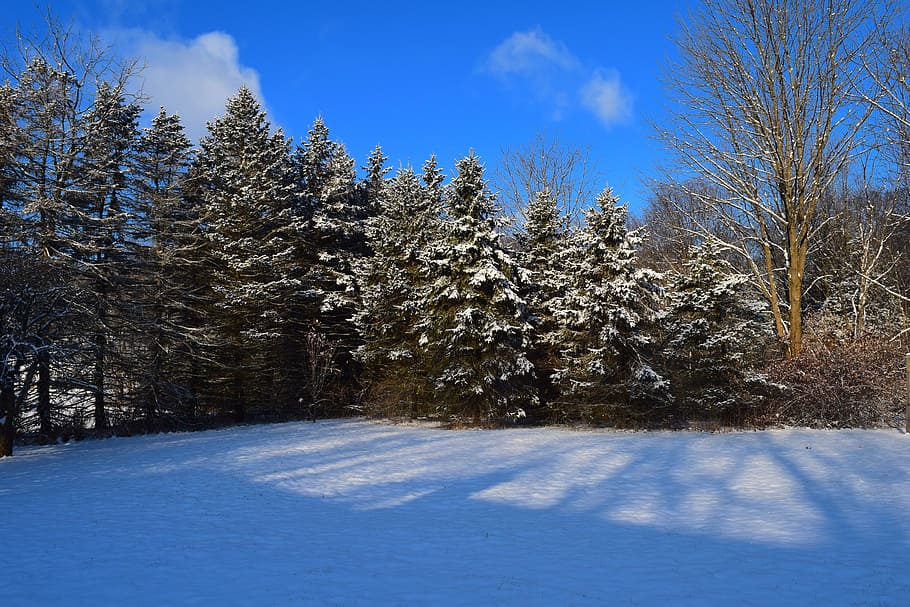 pine trees, snow, winter, cold, frost, landscape, season, sky HD wallpaper
