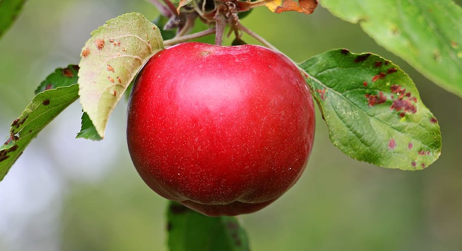 red apple fruit in closeup photography, apple tree, kernobstgewaechs HD wallpaper