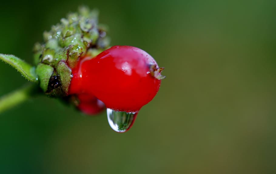 Berry, Nature, Macro, Soaked, red, rain drop, water, dripping HD wallpaper