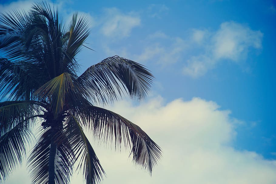 palm trees, blue, sky, summer, sunshine, clouds, nature, tropical climate HD wallpaper