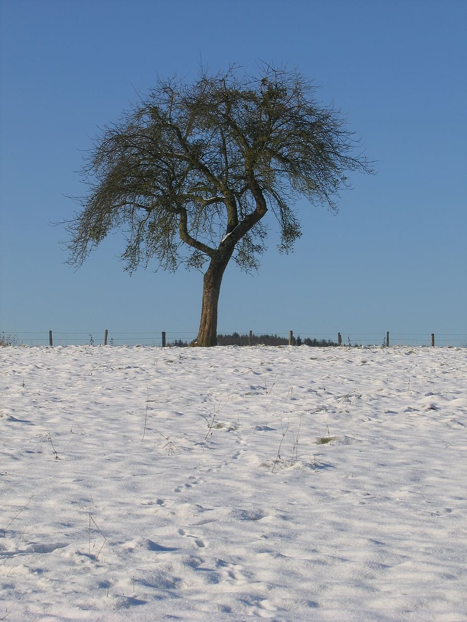 winter, field, tree, snow, fields, wintry, snowy, white, winter mood HD wallpaper