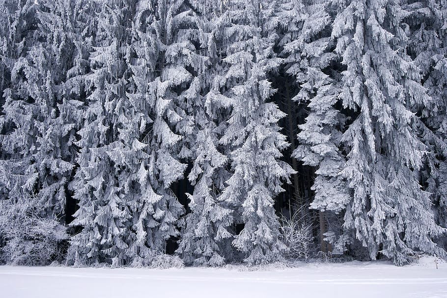 frost, winter, snow, cold, frozen, forest, tree, cold temperature HD wallpaper