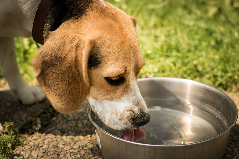 adult tricolor beagle drinking water, dog, thirst, bangel, race