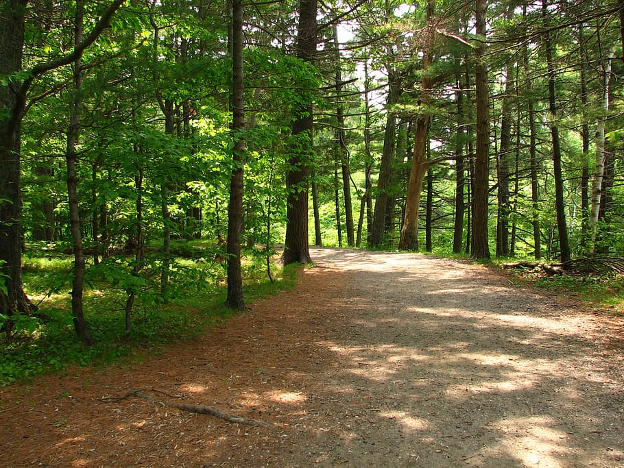 trail, path, trees, hiking, park, nature, plant, forest, land HD wallpaper