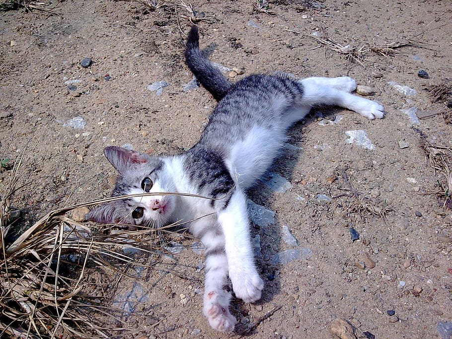 Kitty, Cat, Pet, Cute, Animals, Kitten, cute animals, cute cat HD wallpaper