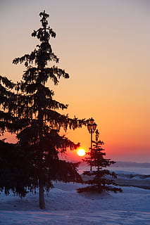 silhouette of pine trees during sunset, winter, sunrise, landscape HD wallpaper