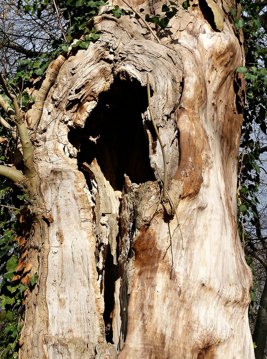 nature, forest, park, tree, tree stump, log, mystical, hole HD wallpaper