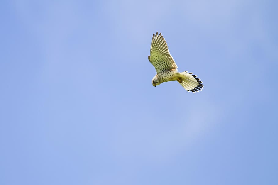 Kestrel, Falcon, Vibrating, Flight, vibrating flight, raptor HD wallpaper