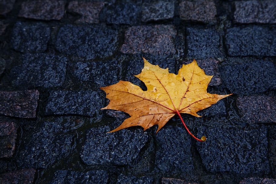 yellow maple leaf on gray concrete surface, autumn, beauty, close-up