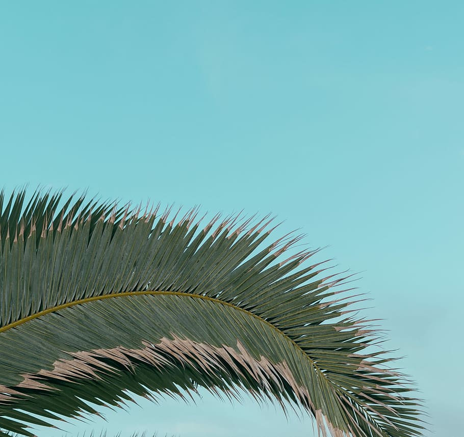 HD wallpaper: green palm leaf, green palm tree, plant, blue, minimal ...