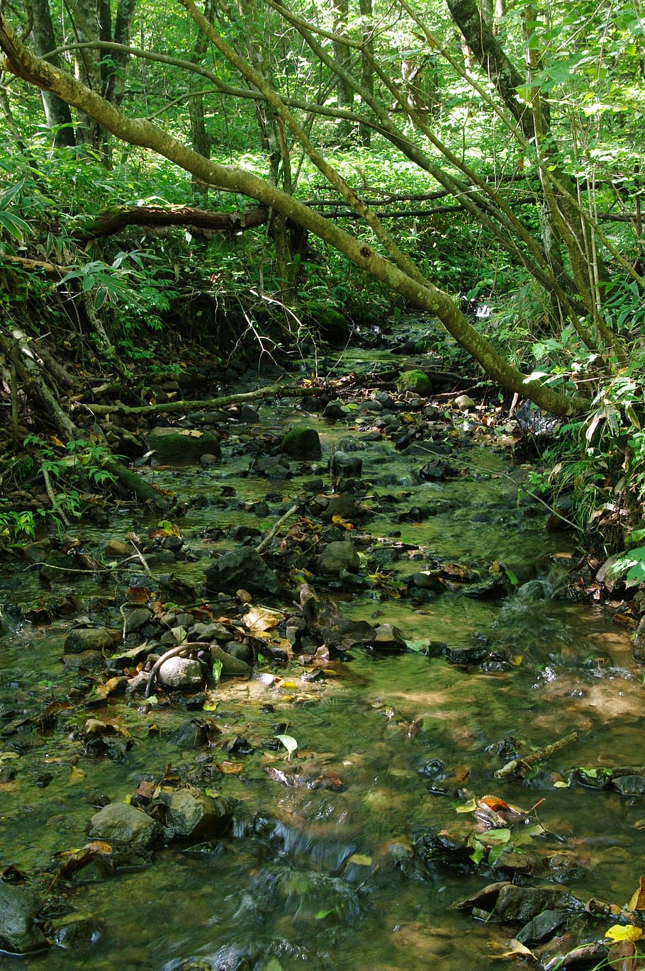 Brook, Green, Babble, Water Flow, the flow of the river, forest HD wallpaper