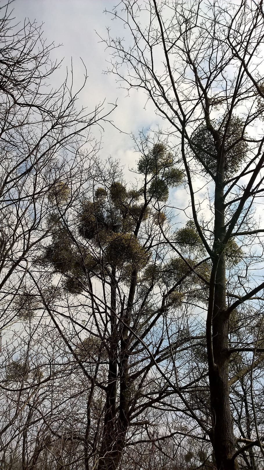 mistletoe, dim, heart, tree, winter, fall, no green, forest HD wallpaper