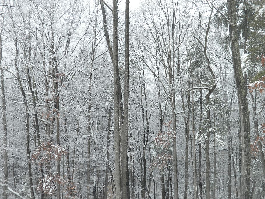 Forest, Trees, Winter, Snow, Nature, branches, cold, december HD wallpaper