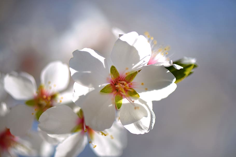 Almond Tree, Flower, Fruit Tree, White, spring, white color HD wallpaper