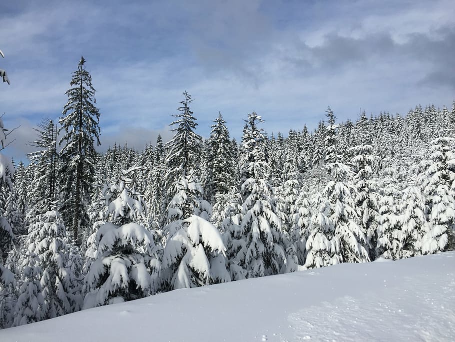 winter, snow, wisla, forest, evergreen, cold temperature, tree HD wallpaper
