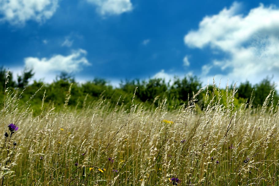 meadow, sky, clouds, scenery, grass, nature, view, tree, green HD wallpaper