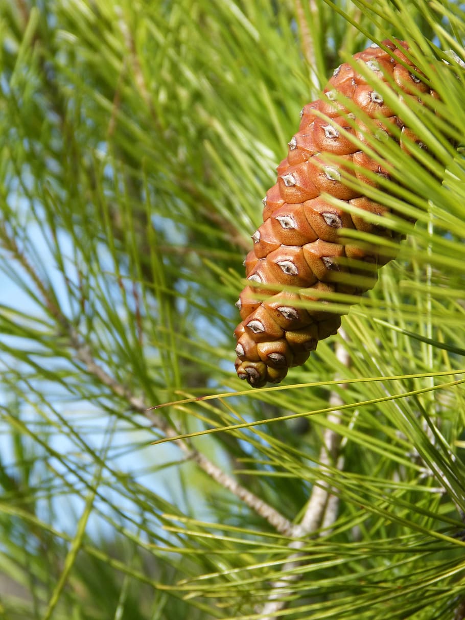 Pineapple, Needles, Tree, nature, growth, green color, no people HD wallpaper