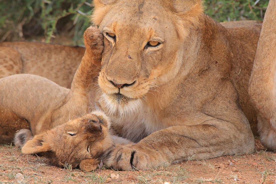 brown lioness beside cub, mother, young, nest, nature, love HD wallpaper