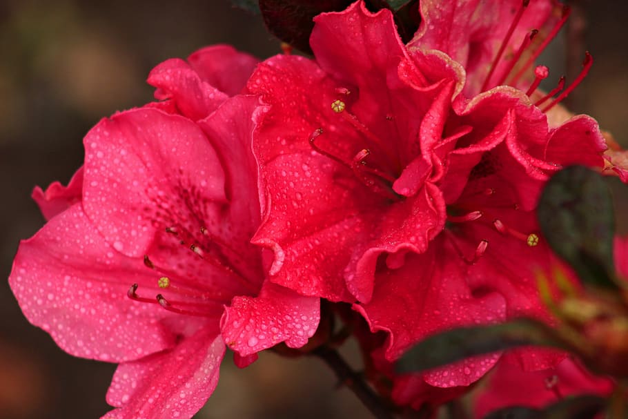 biodiversity, flowers, spring, plants, flowering plant, beauty in nature HD wallpaper