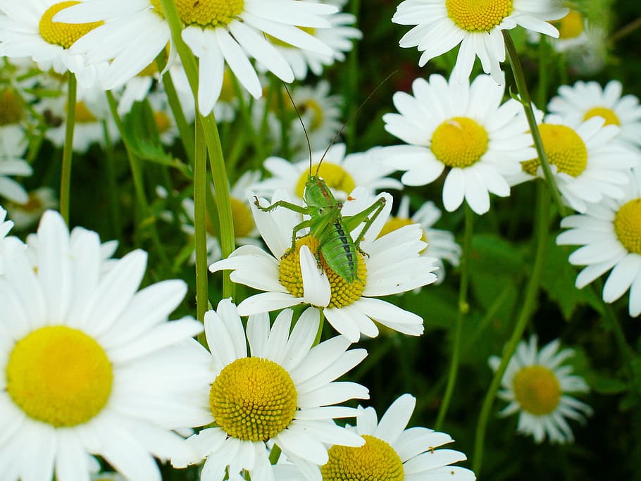 grasshopper, daisies, insect, blossom, bloom, nature, flower HD wallpaper