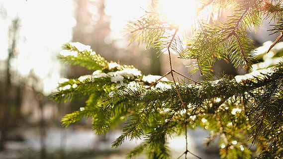 snow covered green pine tree leaves, pinetree, ice, winter HD wallpaper