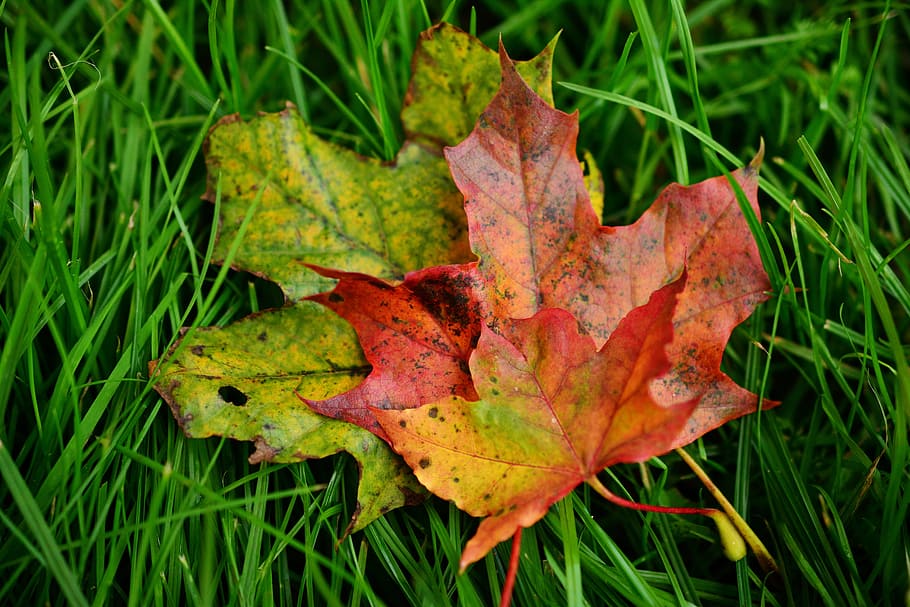 close up photo of maple leaf, fall leaves, maple leaves, fall foliage HD wallpaper
