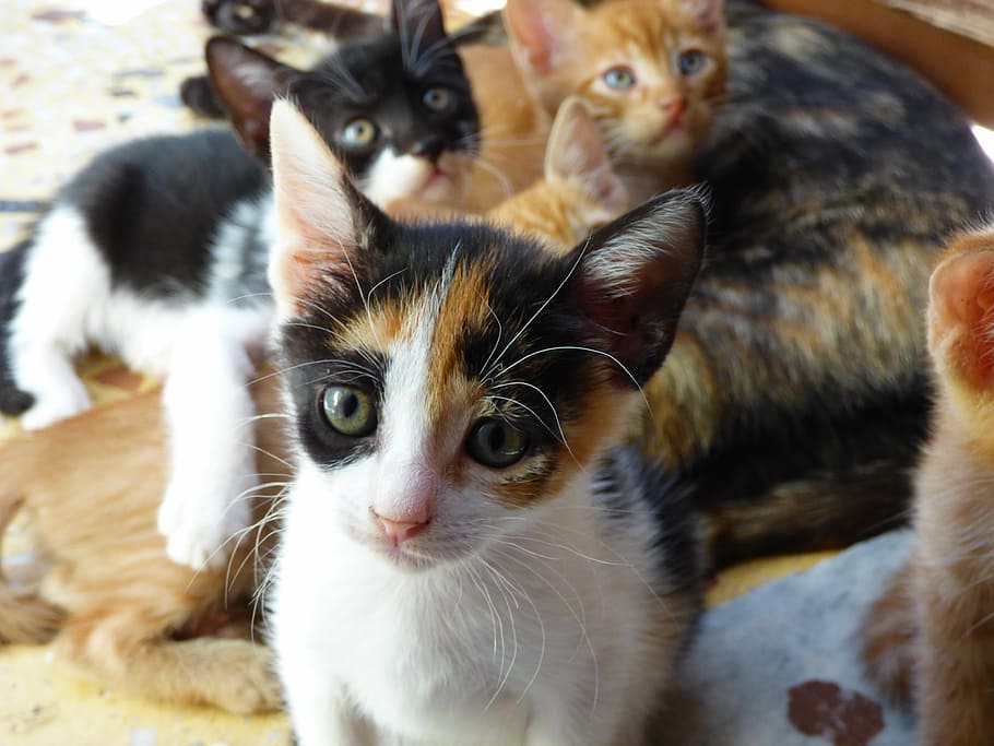 pets, cats, gat, kitten, animals, beautiful cats, domestic, HD wallpaper