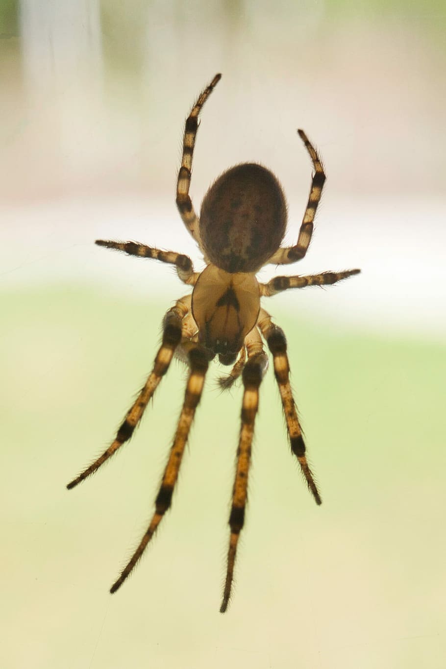 spider, arachnid, insect, close-up, invertebrate, one animal HD wallpaper
