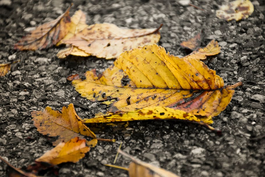 leaf, autumn, yellow, tree, nature, fall, black and white, plant part HD wallpaper