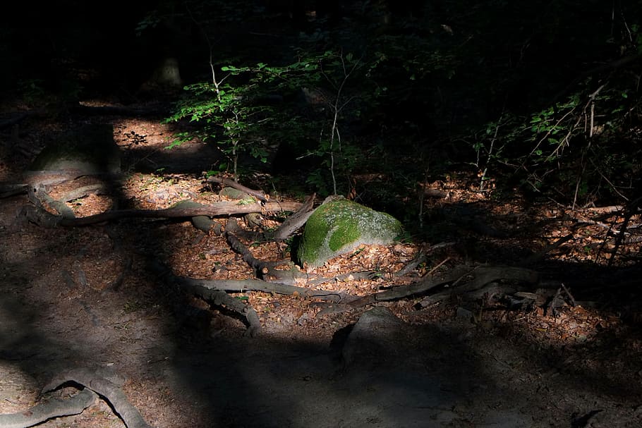 Forest, Path, Trees, Landscape, forest path, nature, mood, green HD wallpaper